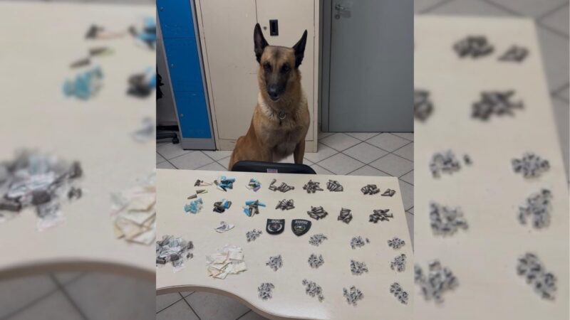 Cão farejador da Guarda Municipal encontra mais de 300 unidades de drogas