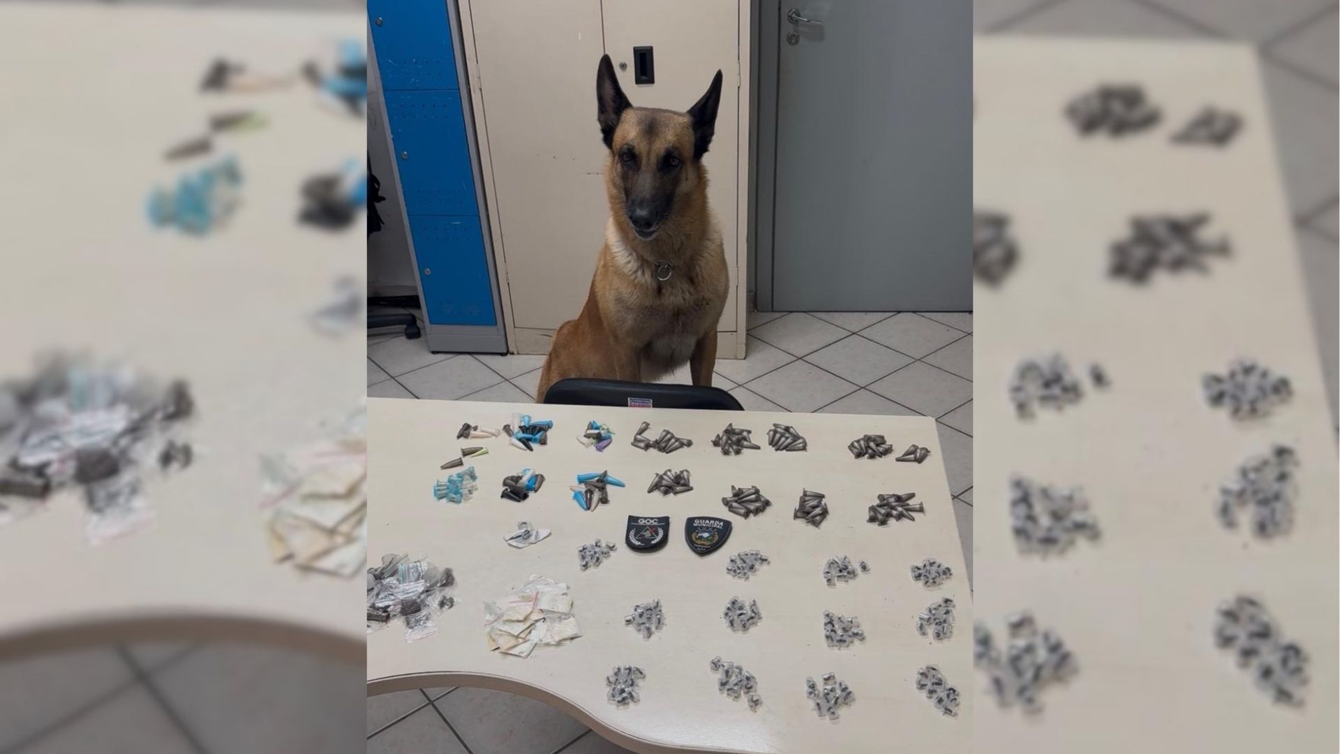 Cão farejador da Guarda Municipal encontra mais de 300 unidades de drogas